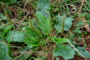 Broad-leaved Plantain - Massey University