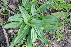 narrow leaf plantain weed