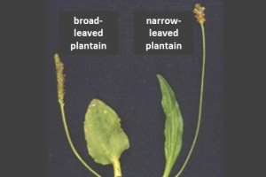 narrow leaf plantain weed