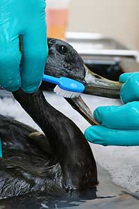 Trainees take to oil-spill course like ducks out of water - Massey ...