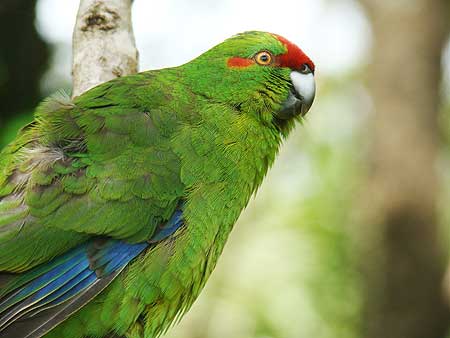 Kakariki Spread Wings On New Island Home - Massey University