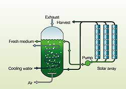 The other biofuel - Massey University