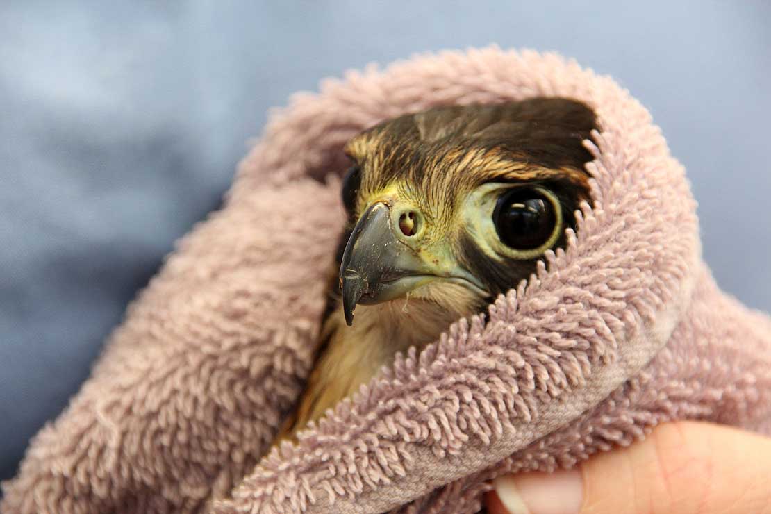 Native Falcon Survives Shotgun Wounds Massey University