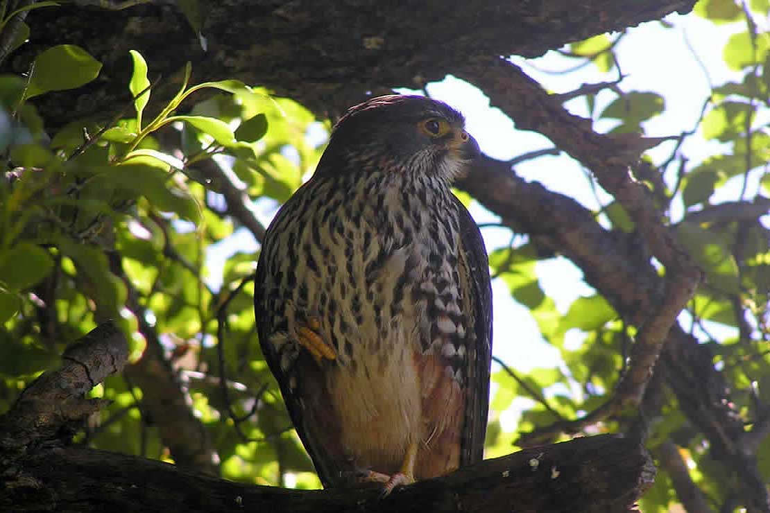 New Zealands Native Falcon Islands Apart Massey University